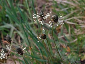 Plantago lanceolata - Ribwort Plantain - svartkämpar