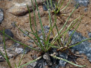 Plantago uniflora - Shoreweed - strandpryl