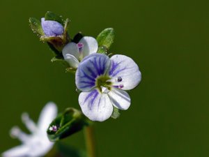 Veronica serpyllifolia - Thyme-leaved Speedwell - majveronika