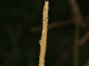 Alopecurus pratensis - Meadow Foxtail - ängskavle