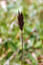 Anthoxanthum odoratum - Sweet Vernal-grass - sydvårbrodd