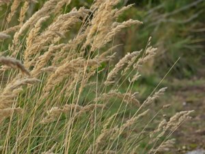 Calamagrostis epigejos - Wood Small-reed - bergrör