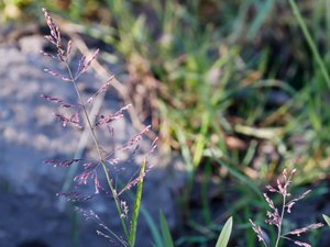 Catabrosa aquatica - Whorl-grass - källgräs