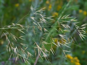 Celtica gigantea - Giant Needle-grass - jättefjädergräs