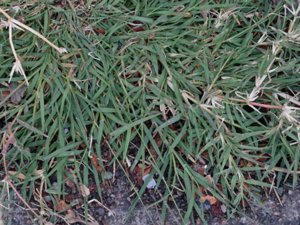 Cynodon dactylon - Bermuda-grass - hundtandsgräs