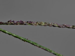 Digitaria ischaemum - Smooth Finger-grass - fingerhirs
