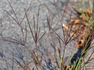 Digitaria sanguinalis - Hairy Finger-grass - blodhirs