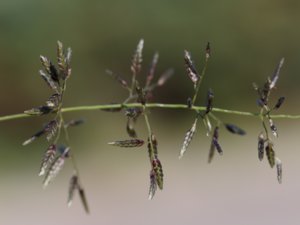 Eragrostis minor - Small Love-grass - litet kärleksgräs