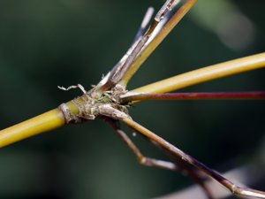 Fargesia spathacea - Chinese Fountain-bamboo - glansbambu