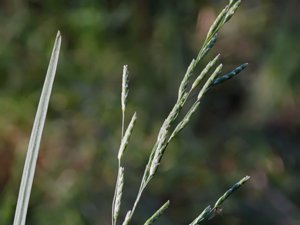 Glyceria fluitans - Floating Sweet-grass - mannagräs