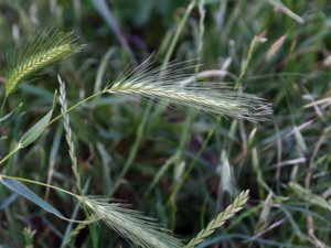 Hordeum murinum - Wall Barley - vildkorn