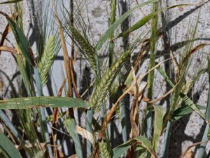 Hordeum vulgare - Barley - korn