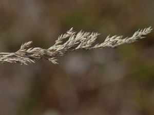 Koeleria macrantha - Crested Hair-grass - fin tofsäxing