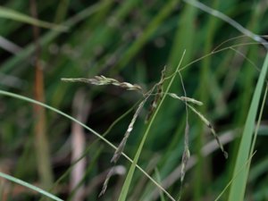 Leersia oryzoides - Cut-grass - vildris