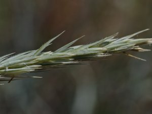 Leymus arenarius - Lyme-grass - strandråg