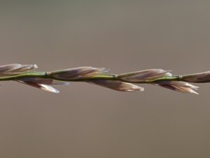 Lolium perenne - Perennial Rye-grass - engelskt rajgräs