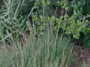 Molinia caerulea - Purple Moor-grass - blåtåtel