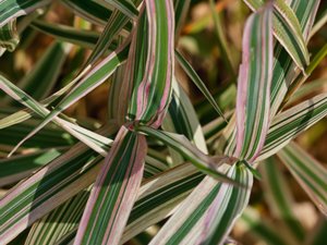 Phalaris arundinacea - Reed Canary-grass - rörflen