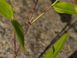 Phyllostachys reticulata - Giant Timber Bamboo - timmerbambu