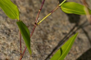 Phyllostachys reticulata - Japanese Timber Bamboo