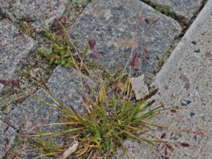 Poa supina - Creeping Meadow-grass - trampgröe