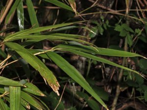 Pseudosasa japonica - Arrow Bamboo - japansk bambu