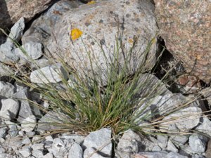 Puccinellia capillaris - Northern Saltmarsh-grass - kustsaltgräs