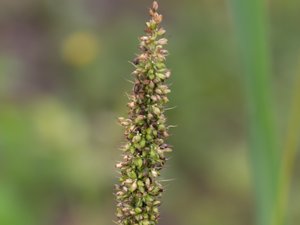 Setaria verticillata - Rough Bristle-grass - kortborstig-sträv kavelhirs