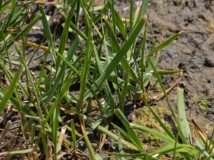 Spartina anglica - Common Cord-grass - engelskt marskgräs