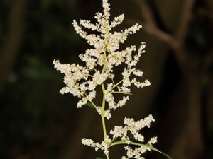 Aconogonon × fennicum - Finnish Knotweed - finnslide