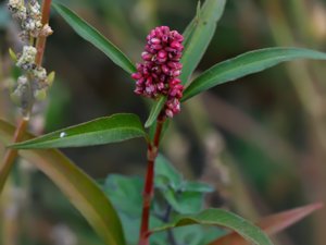 Persicaria lapathifolia - Pale Persicaria - pilört