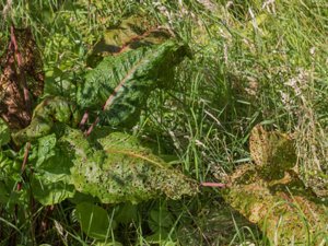 Rumex alpinus - Monk's-rhubarb - alpskräppa