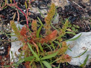 Rumex maritimus - Golden Dock - strandskräppa