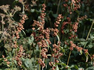Rumex patientia - Patience Dock - spenatskräppa