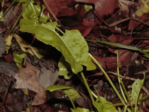 Rumex rugosus - Garden Sorrel - trädgårdssyra