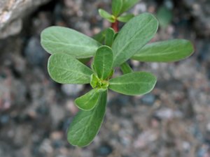 Portulaca oleracea - Common Purslane - vildportlak