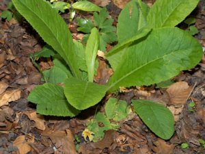 Primula vulgaris - Primrose - jordviva