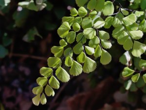 Adiantum venustum - Evergreen Maidenhair Fern - bergadiantum