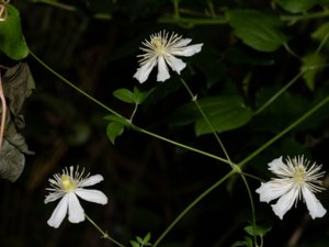 Clematis potaninii × vitalba - stjärnklematis × skogsklematis
