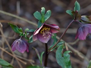 Helleborus orientalis - Lenten-rose - orientalisk julros