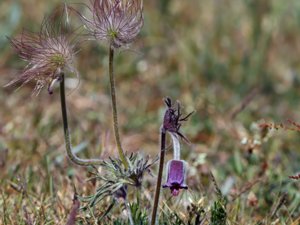 Pulsatilla pratensis - Meadow Pasqueflower - fältsippa