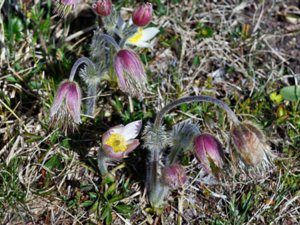 Pulsatilla vernalis - Spring Pasqueflower - mosippa