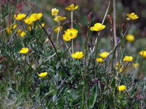 Ranunculus acris - Meadow Buttercup - smörblomma