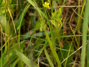 Ranunculus arvensis - Corn Buttercup - åkerranunkel