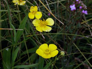 Ranunculus lingua - Great Spearwort - sjöranunkel