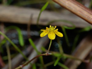 Ranunculus reptans - Creeping Spearwort - strandranunkel