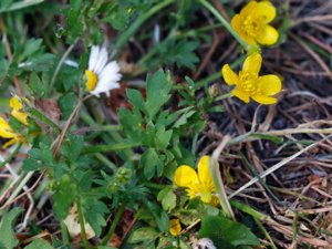Ranunculus sardous - Hairy Buttercup - sydsmörblomma