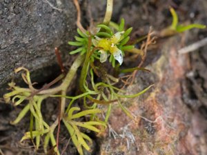 Ranunculus trichophyllus - Thread-leaved Water-crowfoot - grodmöja