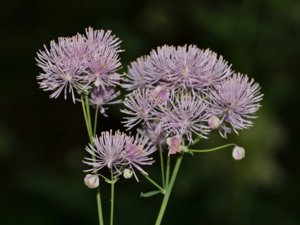 Thalictrum aquilegiifolium - French Meadow-rue - aklejruta