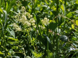 Thalictrum flavum - Common Meadow-rue - ängsruta